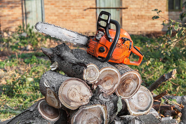 Tree Removal for Businesses in Sudden Valley, WA